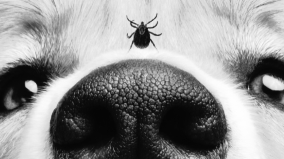 Dog with tick on nose.